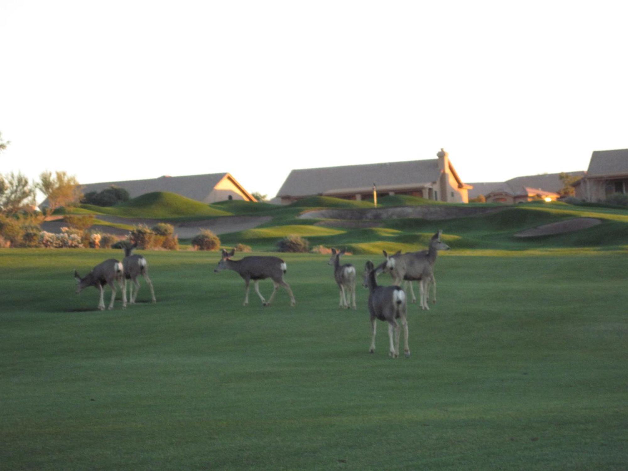 Gold Canyon Golf Resort חדר תמונה